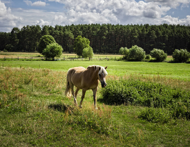 zbliżenie: piękny koń na zielony łąka - Zdjęcie, obraz