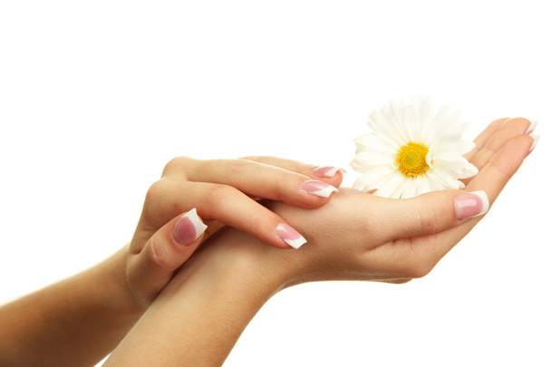 Beautiful woman hands with camomile, isolated on white - Fotografie, Obrázek