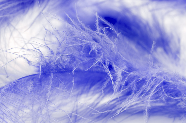 μπλε φτερό μακροεντολή - Φωτογραφία, εικόνα