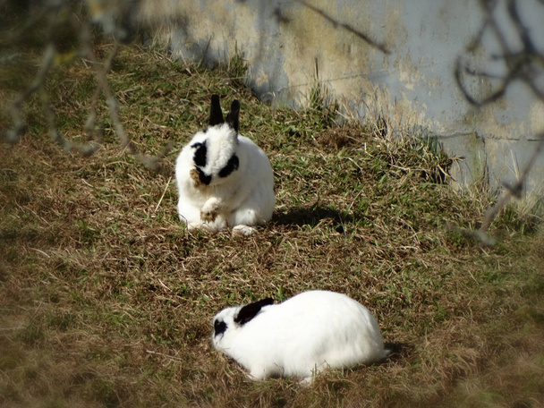 冬の草を食べるウサギ - 写真・画像