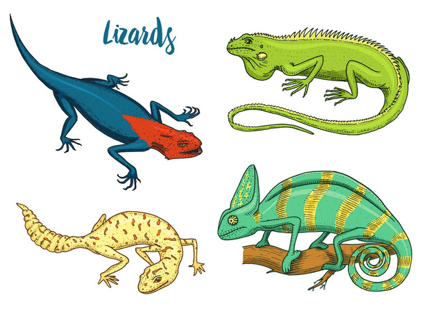 Kameleontti Lizard, Amerikan vihreä iguaani, matelijoita tai käärmeitä tai täplikäs rasva-tailed gekko. kasvinsyöjälajit. vektori kuvitus kirja tai lemmikkikauppa, eläintarha. kaiverrettu käsin piirretty vanha luonnos
. - Vektori, kuva
