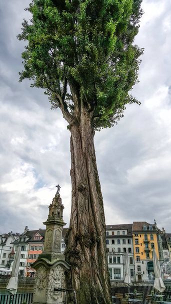 Large Tree in Lucern - Photo, Image