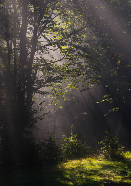 Sun rays in forest - Photo, image
