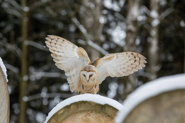 Flying Eurasian Tawny Owl, Strix aluco, in the winter forest near the old cemetery. - Photo, Image