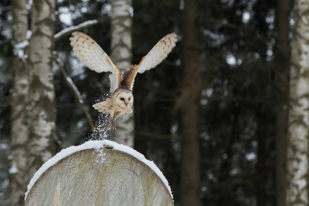 Volare Eurasian Tawny Owl, Strix aluco, nella foresta invernale vicino al vecchio cimitero
. - Foto, immagini