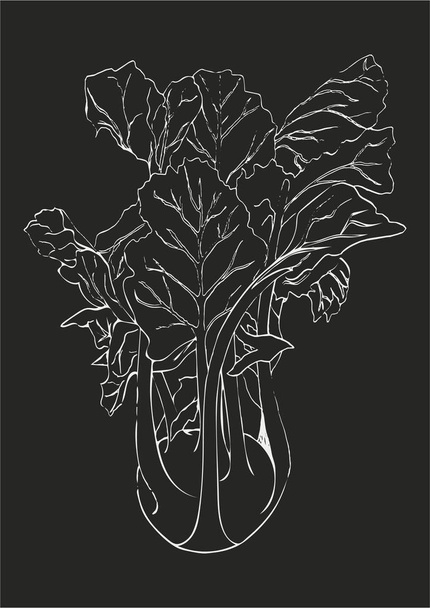 Hand draw white line Kohlrabi cabbage isolated on dark gray background. Vegetable vector illustration. Vintage engraving. Sketch of Vegetarian and vegan green food ripe harvest. Chalkboard imitation. - Wektor, obraz