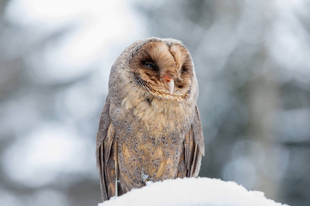 Eurasian Tawny Owl, Strix aluco, in the winter forest near the old cemetery sitting on the stone. - Photo, Image