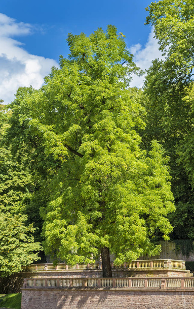 green trees growing on hill with blue sky on background  - Foto, afbeelding