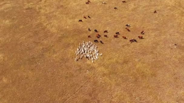 Een kudde geiten passeert een kudde koeien. Birds eye view. - Video