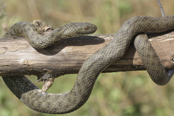 Natrix tessellata.The dice snake is a European nonvenomous snake belonging to the family Colubridae, subfamily Natricinae. - Photo, Image