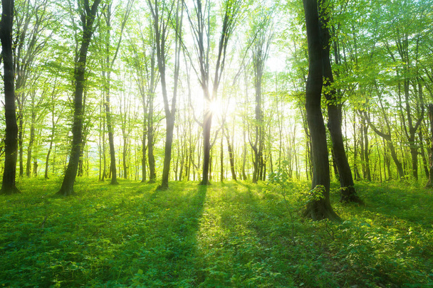  Las w rano - Zdjęcie, obraz