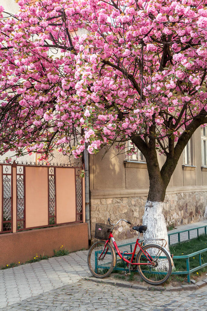 Fahrrad mit Korb steht neben dem blühenden Sakura-Baum - Foto, Bild