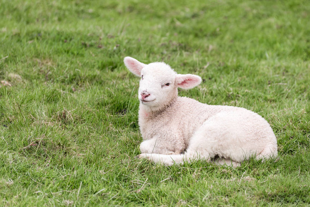 Un agneau mignon est couché dans l'herbe
 - Photo, image