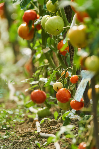 Homegrown ripening tomatoes in greenhouse in countryside - Foto, Bild