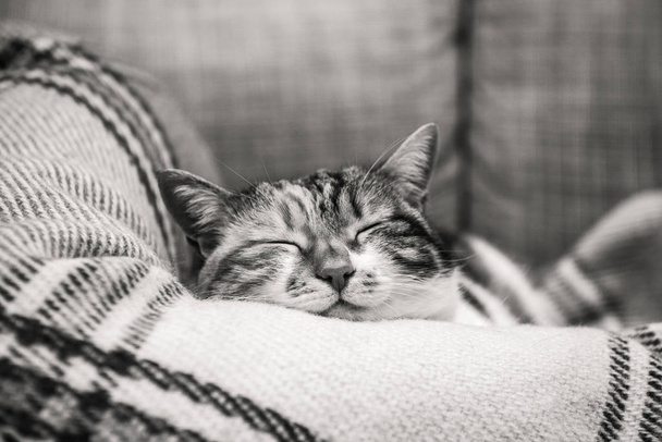 Cue gato dormindo em cobertor
 - Foto, Imagem