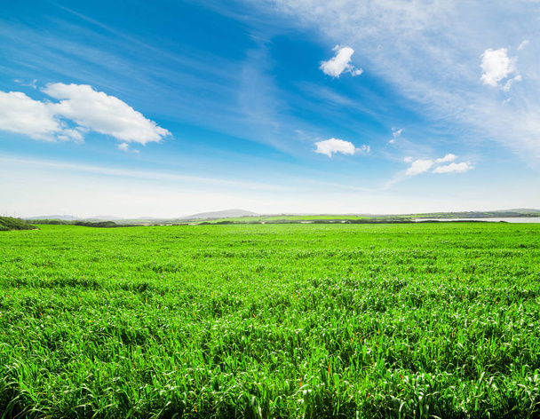 Cielo blu e campo verde in primavera
 - Foto, immagini