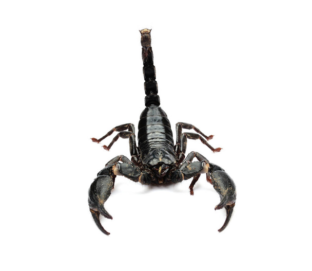 Skorpion auf weißem Hintergrund. - Foto, Bild