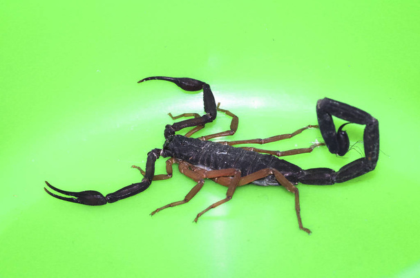 Uno scorpione (Diplocentrus sp.) fotografato su uno sfondo verde in Belize
 - Foto, immagini