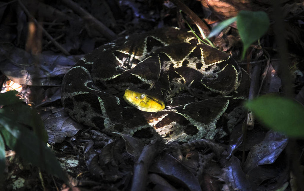 Un mortal fer-de-lance (Bothrops asper) espera pacientemente a la sombra en el oscuro suelo de la selva en Belice
 - Foto, Imagen