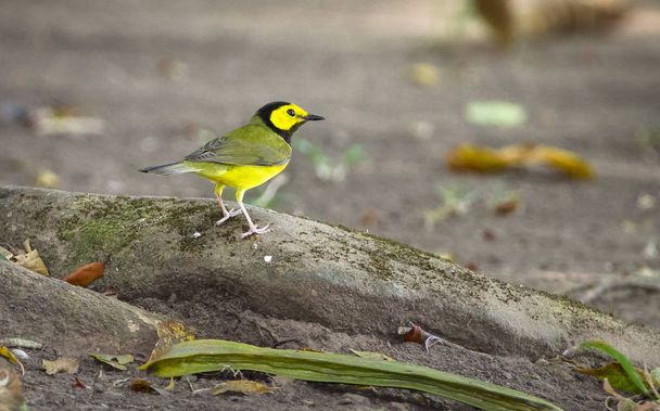 A male hooded warbler (Setophaga citrina) foraging near the ground in Belize - Photo, Image