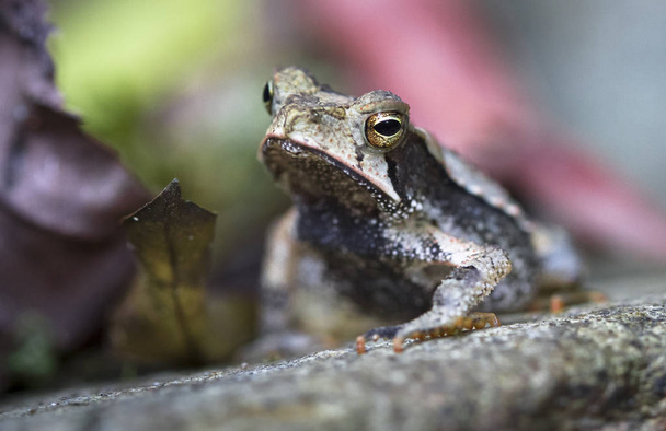 A Campbell's rainforest toad (Bufo campbelli or Incilius campbelli) resting on a rock in Belize - Foto, Imagen