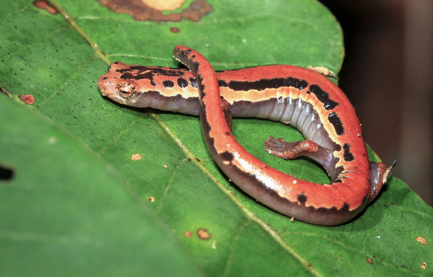 A mexican mushroomtongue salamander (Bolitoglossa mexicana) rests on a leaf at night in Belize - Photo, Image