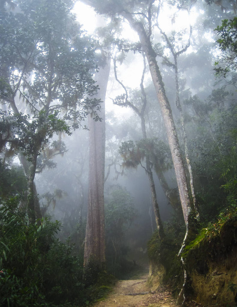 Vysoké stromy rostou přes blátivé stezka, která stoupá do Cerro Chirripo, nejvyšší vrchol Costa Rica - Fotografie, Obrázek