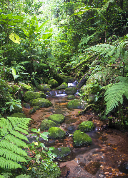 Поток течет через густые джунгли в облачном лесу Монтеверде, Коста-Рика
 - Фото, изображение
