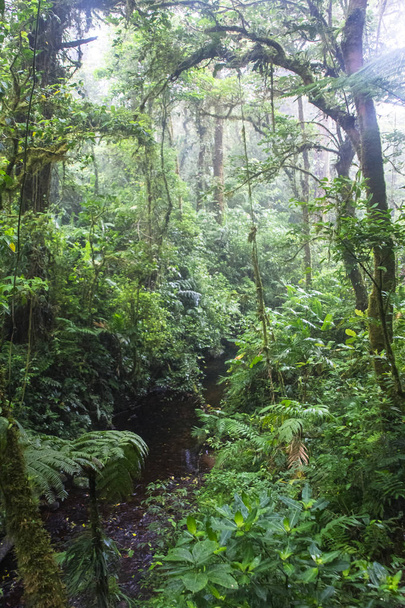 Niebla llena el Bosque Nuboso de Monteverde en Costa Rica
 - Foto, imagen