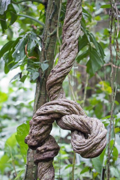 A massive liana vine twists around itself as it grows in the Costa Rican jungle - Photo, Image