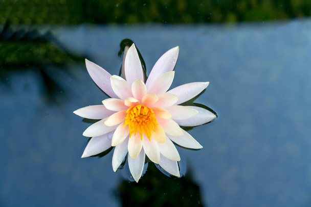 Jeden Vodní lilie v rybníku - Fotografie, Obrázek