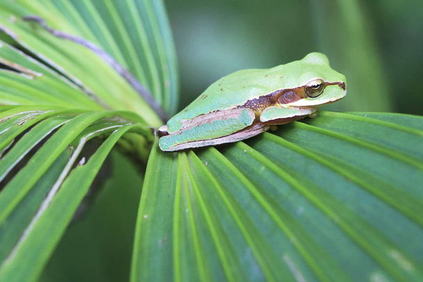 Замасковані treefrog (Smilisca phaeota) на листя в Таламанка, Коста-Ріка - Фото, зображення