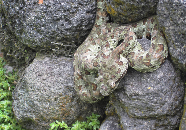 Viper rzęs (Żararaka rogata) spoczywa na skale w Kostaryce - Zdjęcie, obraz