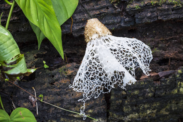 A Veiled Lady mushroom (Phallus indusiatus) on the jungle floor in Costa Rica - Photo, Image
