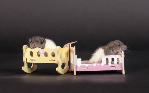 szczury w łóżkach zabawka - Zdjęcie, obraz