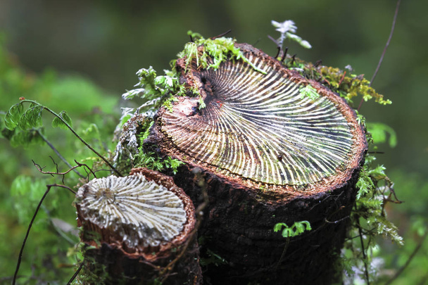 Un pequeño árbol se corta cerca de la base revelando el patrón de las venas en el interior. Fotografiado en la isla sur de Nueva Zelanda
 - Foto, imagen