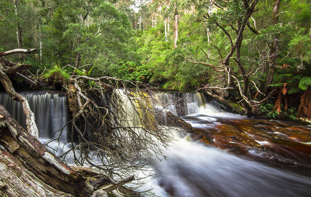Water plummets over a rocky ledge and around fallen trees in northeast Tasmania - Photo, Image