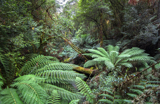 Πυκνή βλάστηση, συμπεριλαμβανομένων των μεγάλων δέντρο φτέρες γεμίζει το τροπικό δάσος του Mt. πεδίο εθνικό πάρκο, Τασμανία - Φωτογραφία, εικόνα