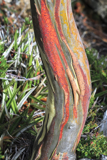 Levendige kleuren worden geproduceerd zoals de schors van een boom van gom (Eucalyptus sp.) sterft en schillen weg. Tasmanië, Australië. - Foto, afbeelding