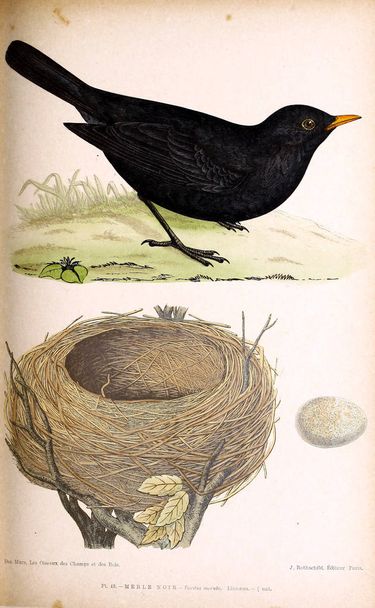 Vogeldarstellung. Farbige Figuren der Vögel der britischen Inseln - Foto, Bild