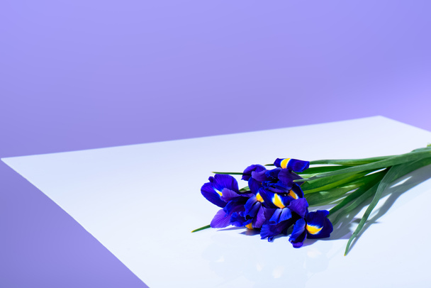 purple iris flowers, ultra violet trend - Fotoğraf, Görsel