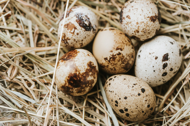 quail eggs laying on straw close to each other    - 写真・画像