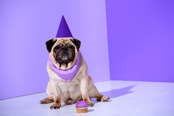 mopsz kutya a lila party kalap cupcake, a ultra violet - Fotó, kép