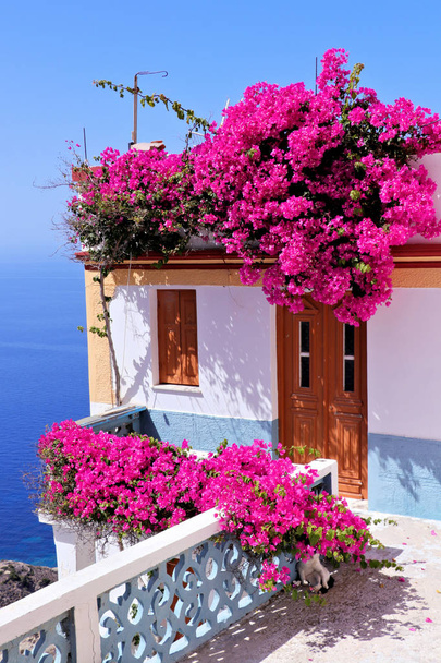 オリンポス カルパソス島の美しい花 - 写真・画像