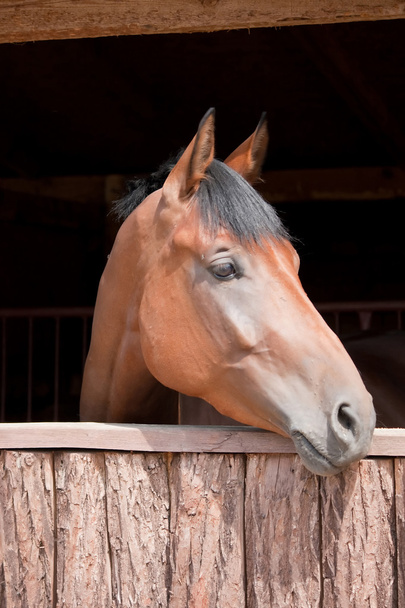 лошадь в конюшне - Фото, изображение