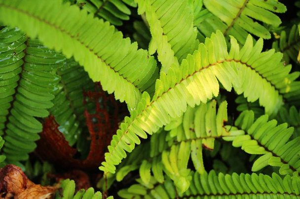 Fern is beautiful in garden with nature - Photo, Image