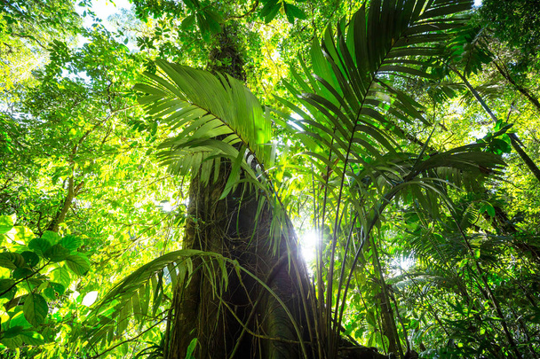 Jungle in Hawaii nature recreation - Photo, Image
