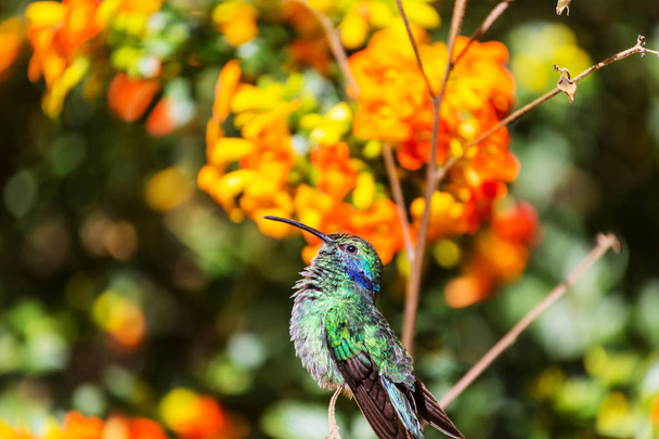 Kosta Rika, Orta Amerika 'da renkli sinekkuşu - Fotoğraf, Görsel