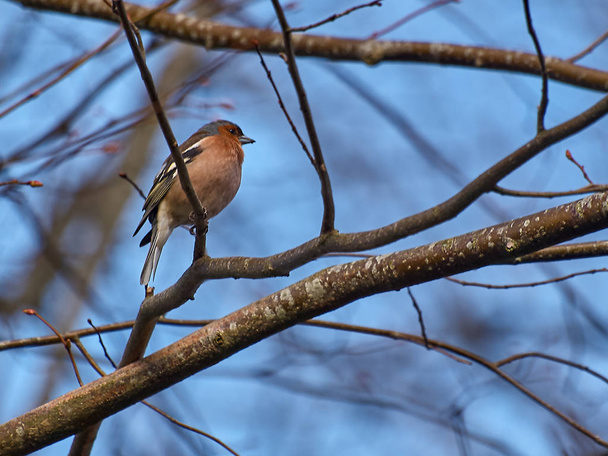 Petit oiseau sur les branches
 - Photo, image