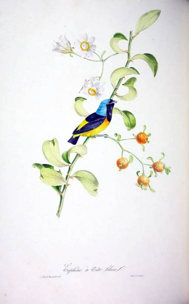 鳥のイラスト。イギリス諸島の鳥の色の数字 - 写真・画像